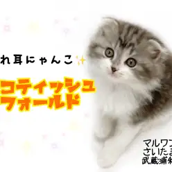 【 スコティッシュフォールド 】飼いやすさ抜群!たれ耳のお手入れ法もご紹介!