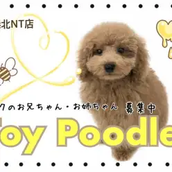 【 トイ・プードル 】甘え上手な弟くん気質！5ヶ月で1.9kgのタイニープーくん