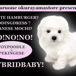 【 ペキプー 】白いハンバーガー降臨！横浜で最もふっくらしたMIXわんこ！