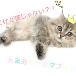 【 ラガマフィン 】人懐っこく甘えん坊な性格!猫初心者にもオススメなその理由とは?