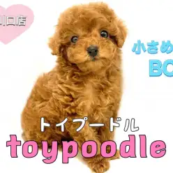 【トイプードル】小さめレッドプードル!黄金比率を満たした可愛いお顔立ちに注目!