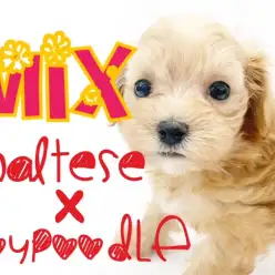 【 MIX犬 】フレンドリーな性格の甘えん坊マルプー！お留守番もバッチリ！