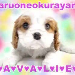 【 キャバリア・ブレンハイム】  超癒し系ぽってりマイペースのマーメイドガール !