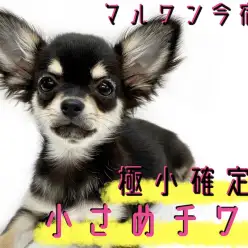 【チワワ】生後5ヶ月で1.4kg!極小サイズに成長中の賢さNO1アイドル!