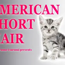 【 アメリカンショートヘア 】小さめサイズで成長中!大胆なタビー模様が魅力!