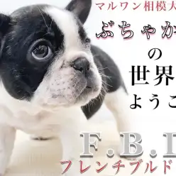 【 フレンチブルドッグ 】短頭種好き必見!当店の特殊育成&特徴をブルマニアが紹介