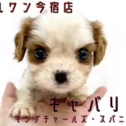 【 キャバリア 】大きな瞳とぺったんこなお鼻！ぬいぐるみフェイスの癒し系男子！