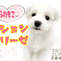 【 ビションフリーゼ 】ふわもこ可愛い!魅力や性格、お手入れ方法をご紹介!