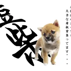 【 豆柴 】アイラインくっきりたぬき顔！KC認定・横浜の小さな日本男児登場！