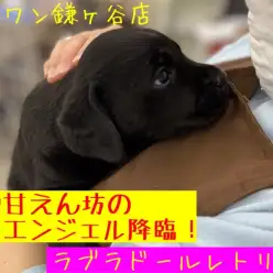 【 ラブラドールレトリバー 】黒ラブのトレーニングと最適なグッズもご紹介！