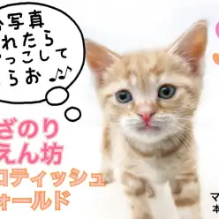 【 スコティッシュフォールド 】超甘えん坊！これぞ膝乗りにゃんこの決定版！