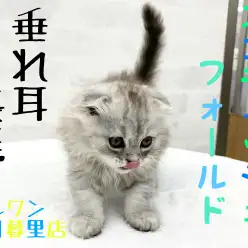 【 スコティッシュフォールド 】最高級の癒し！垂れ耳長毛の至高の組み合わせ！