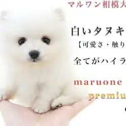 【 タヌキぽめ 】短いマズルの白ポメラニアン！なぜ集合住宅でも飼いやすいのか？