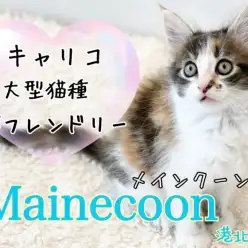【 メインクーン 】存在感抜群！キャリコカラーの大型猫種の女の子