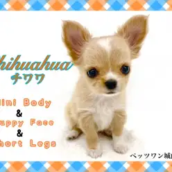 【 チワワ 】小さめ＆童顔＆短足のドワーフチワワ