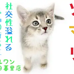 【 ソマリ 】小柄な長毛猫種！社交性抜群性格良しの美形にゃんこ！