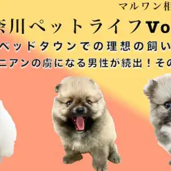 【 神奈川ペットライフ 】男性を虜にするポメラニアンのベットタウンでの飼育法