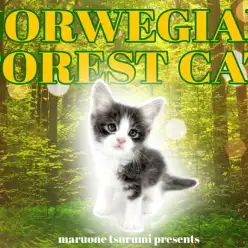 【 ノルウェージャンフォレストキャット 】美しきブルーの貴公子登場！