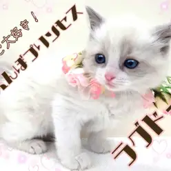 【 ラグドール 】抱っこ大好き！おっとりあまえんぼぬいぐるみにゃんこ！