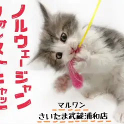 【 ノルウェージャン 】ハイクラスブルー!甘えん坊な性格は初心者むけ!