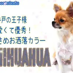【 チワワ 】生後半年で1.9kg!小さめサイズでお出かけもお手入れも楽々!