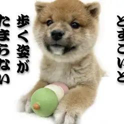 【 柴犬 】史上最高のむっちりボディ!赤柴ちゃんのしつけにはメリハリがポイント!