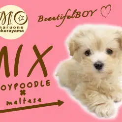 【 MIX 】透明感あふれるなめらかクリーミーテイストのマルプー登場！