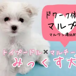 【 MIX 】ドワーフ体型のマルプーちゃん！ホワイトカラーの極上ミックス犬