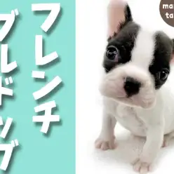【 フレンチブルドッグ 】お家でもできる！簡単なお手入れ方法！！