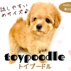 【 トイプードル 】お子様もお世話しやすい小さめタイニー系アプリコットプードル!