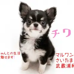 【 チワワ 】小さなチワワちゃんに必要な生活スペースは新聞紙1枚分！