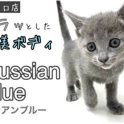 【 ロシアンブルー 】アッシュブルーの美しい被毛！スレンダーにゃんこ登場！