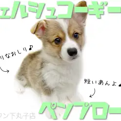 【 ウェルシュコーギーペンブローク 】短いしっぽと丸いおしりがキュートな子犬くん