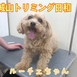 【 城山トリミング 】城山トリミング日和 No.5『ルーチェちゃん』