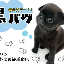 【 黒パグ 】ぺちゃ顔好きにはたまらない!!愛されキャラの秘密!