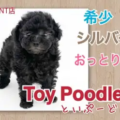 【 トイプードル 】小さくてもスタイリッシュ！シルバープードル！