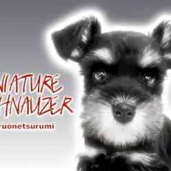 【 ミニチュアシュナウザー 】ブラック＆シルバーのコントラストが美しい女の子！