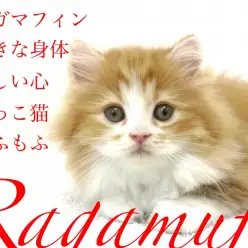 【 ラガマフィン 】大きい身体に優しい心！横浜元町店イチオシ遊び好きな抱っこ猫！