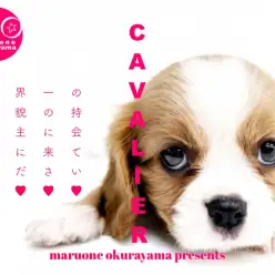 【 キャバリア  】横浜ナンバーワンの美しさ！可憐なブレンハイム登場！