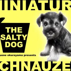 【 ミニチュアシュナウザー 】キッレキレの美貌に注目！ソルト＆ペッパーの女の子！