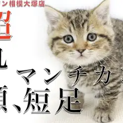 【 マンチカン 】短足と丸顔がポイント！子猫を迎える時にチェックするべき事とは？