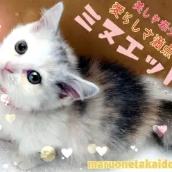 【 ミヌエット 】愛らしさ満点！美しき希少種！癒し系短足にゃんこ！