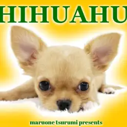 【 チワワ 】ゴールドカラーの美少女チワワ！お留守番上手に成長中！