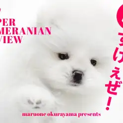 【 たぬきポメ 】超短いマズルとパパは名門チャオリヤの白ポメラニアン登場！