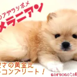 【 ポメラニアン 】可愛い黄金比フルコンプリート!究極のアザラシポメ!