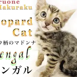 【 ベンガル 】ヒョウ柄のマドンナ！美しい模様と懐っこい性格に注目！