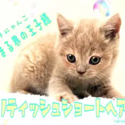 【 ブリティッシュショートヘア 】実はチェシャ猫のモデルです！まんまる界の王子様！