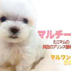 【 マルチーズ 】生後2ヶ月で418g!小さめサイズのメリットと毎日の日課は?