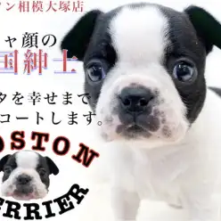 【 ボストンテリア 】ペチャ顔のジェントルマン！性格と短頭種ならではの育て方は？