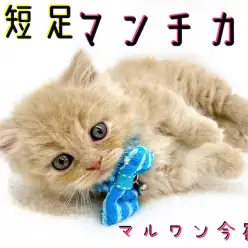 【 マンチカン 】初心者必見！クリームカラーの超短足BOY！生活ポイントもご紹介！